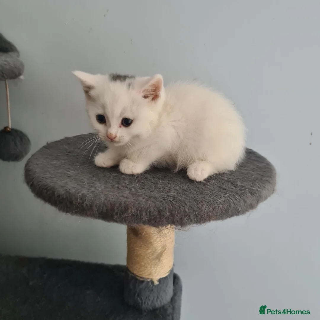 Scottish Fold cats for sale: 6 Scottish fold kittens - Advert 20