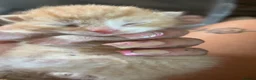 Mixed Breed cats for sale: 3 beautiful male kittens for sale too good homes. - Advert 9