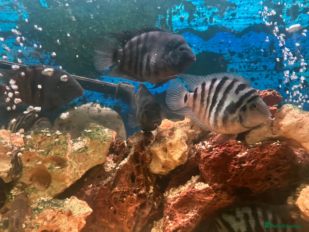 Cichlids fish for sale: Healthy Convict (Zebra) Cichlids for Sale!  - Advert 7
