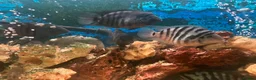 Cichlids fish for sale: Healthy Convict (Zebra) Cichlids for Sale!  - Advert 7