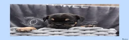 English Bulldog dogs for sale: Stunning Litter of Exotic English Bulldogs - Advert 24