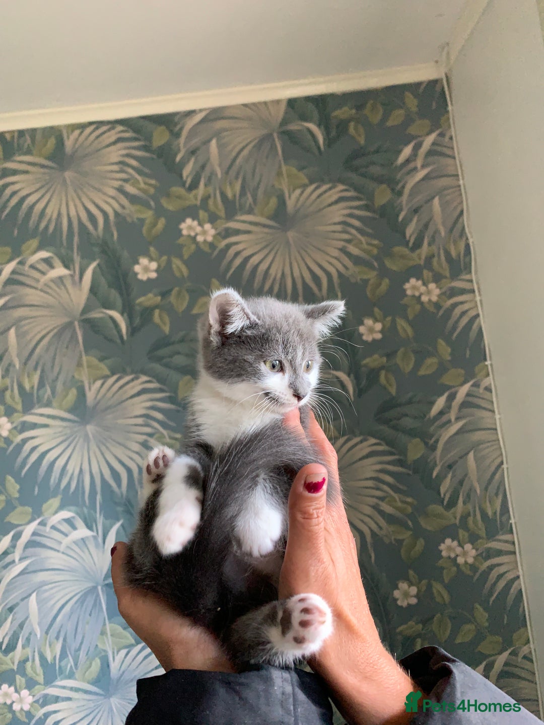 Mixed Breed cats for sale: 6 gorgeous kittens😍Ready Now - Image 8