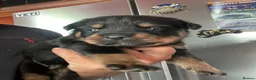 Mixed Breed dogs for sale: Rottweiler x Rottweiler x Akita  - Advert 8