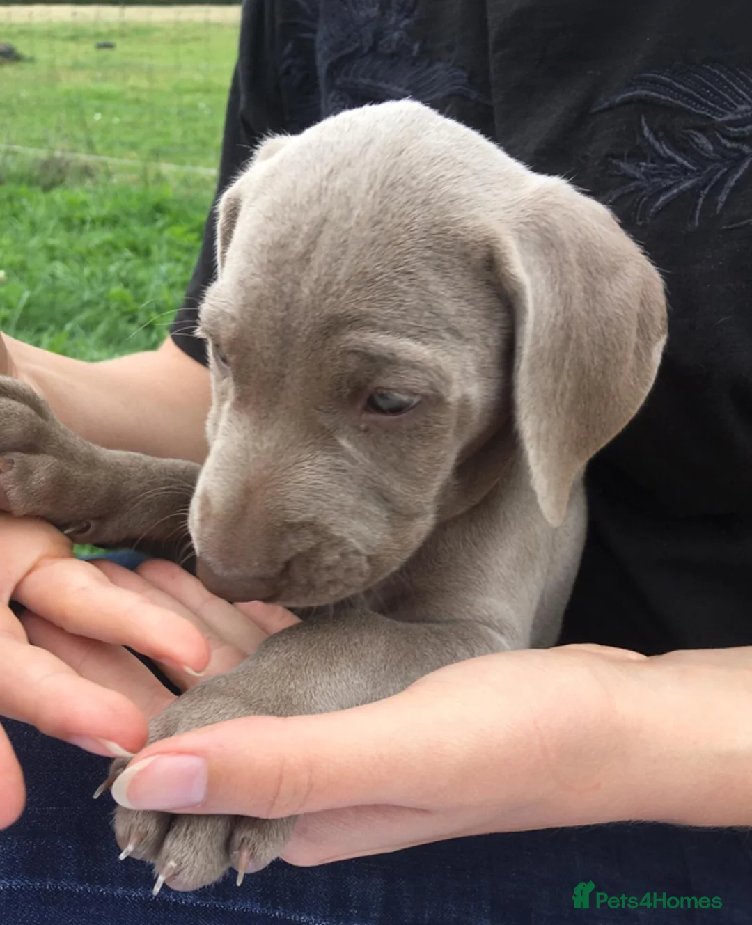 Weimaraner dogs for sale: 1 x SILVER FEMALE LEFT KC Reg Working SILVER - Advert 2