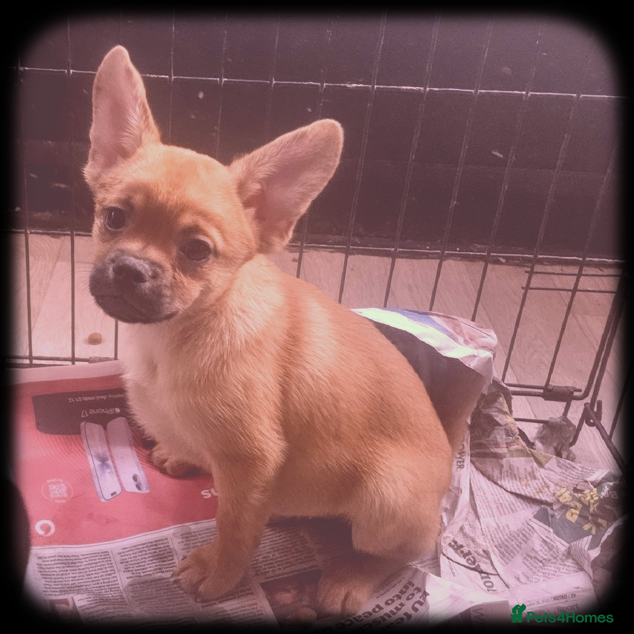 French Bulldog dogs ❤️⭐️  Adorable Frenchie poms ❤️⭐️ ONLY 2 LEFT ⭐️ - Advert 2