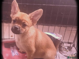 French Bulldog dogs ❤️⭐️ Adorable Frenchie poms ❤️⭐️ ONLY 2 LEFT ⭐️ - Advert 3