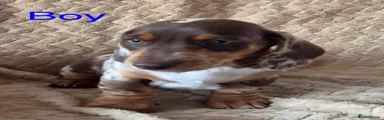 Miniature Dachshund 1