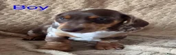 Miniature Dachshund dogs for sale: Miniature Dashunds  in Chelmsford - Advert 7