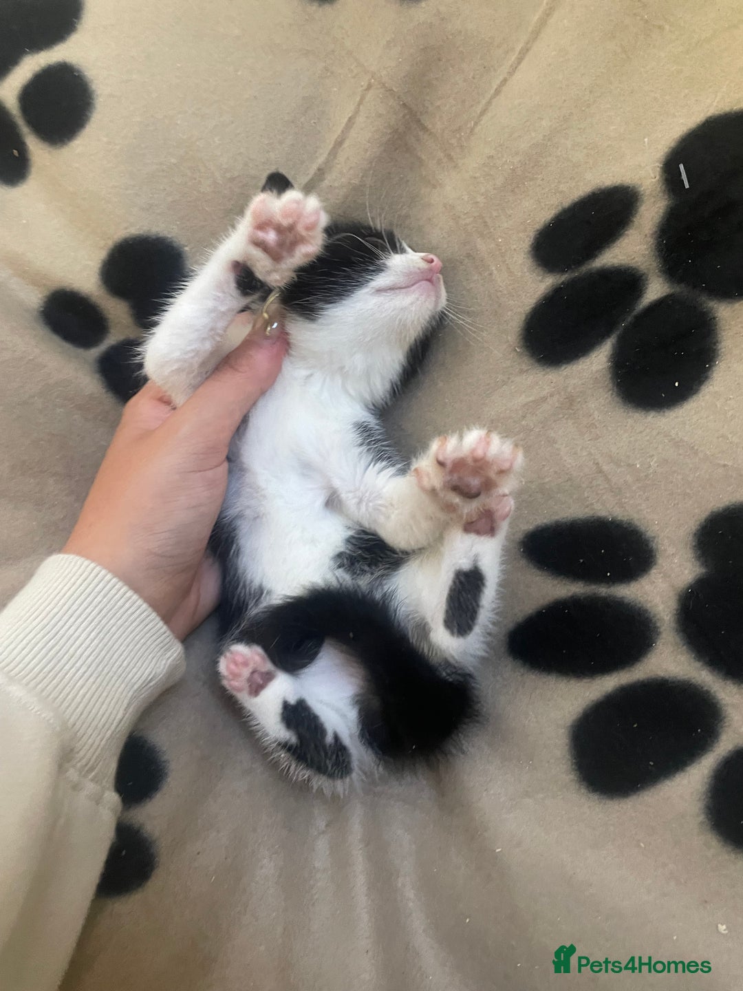 Domestic Shorthair cats for sale: Beautiful kittens  - Image 5
