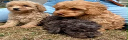 Cavapoo dogs for sale: 3 stunning F1b cavapoos  - Advert 16