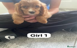Cocker Spaniel dogs for sale: OUT STANDING GOLDEN SHOW TYPE COCKER SPANIEL  - Image 15