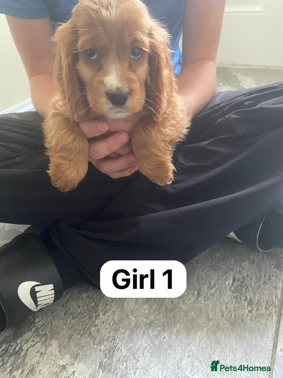Cocker Spaniel dogs for sale: OUT STANDING GOLDEN SHOW TYPE COCKER SPANIEL  - Image 15