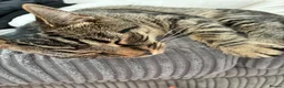 Mixed Breed cats for sale: Male and female 6 month kittens - Advert 3