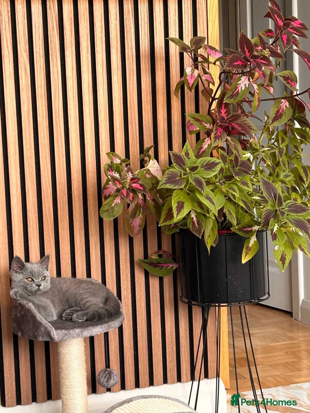 British Shorthair cats for sale: British Shorthair kitten for rehoming 💙 in Edgware - Advert 1