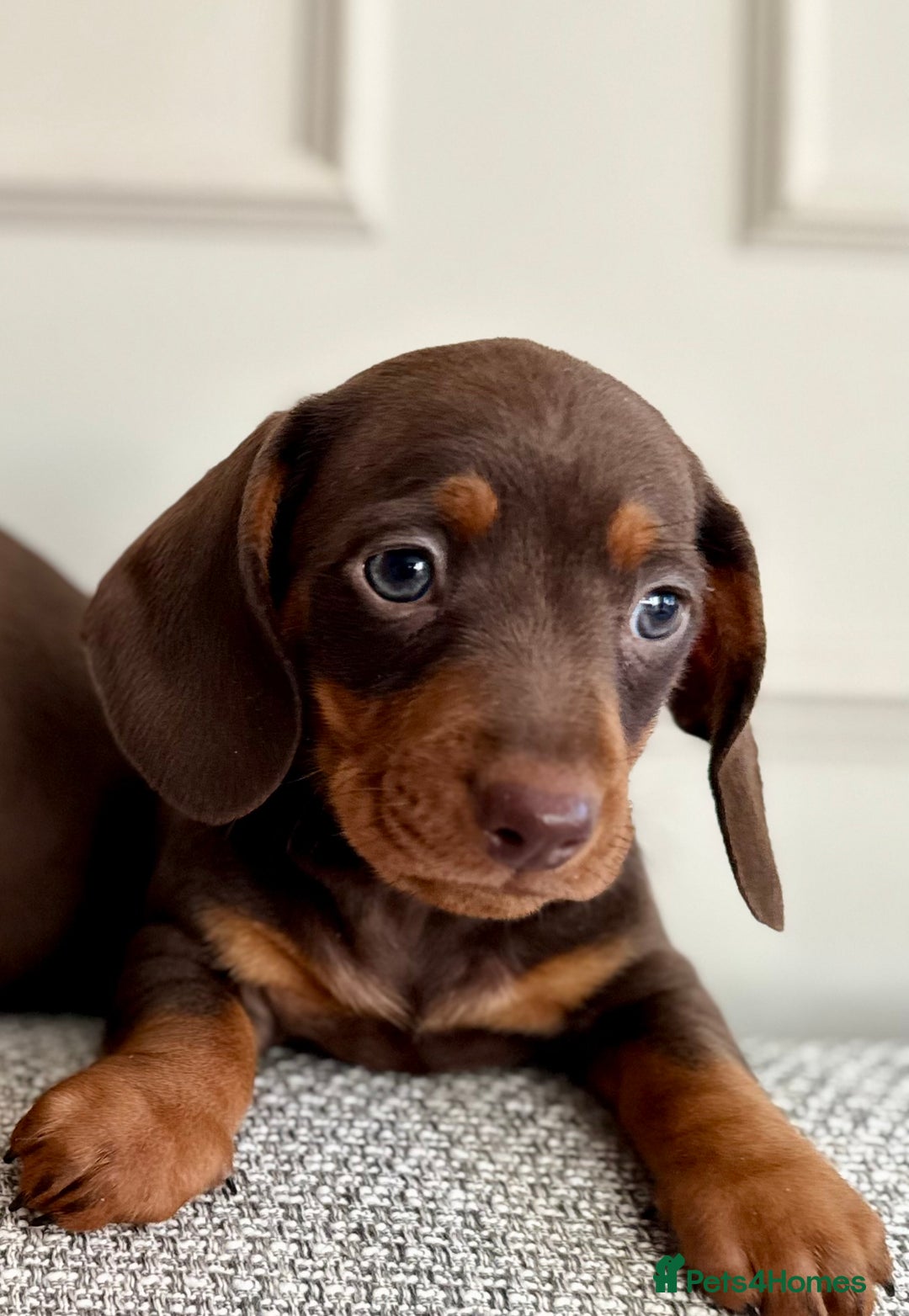 Miniature Dachshund dogs for sale: Three little miniature dachshund boys  - Advert 2