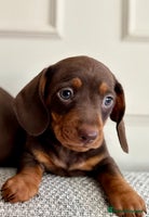 Miniature Dachshund dogs Three little miniature dachshund boys - Advert 4