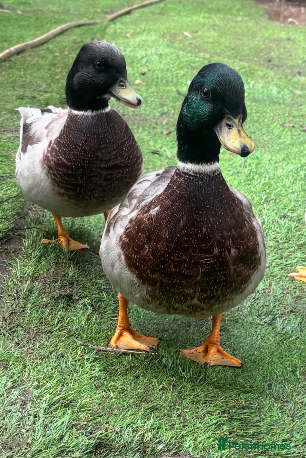 Ducks poultry Hand reared Drake Call Ducks.  - Advert 1