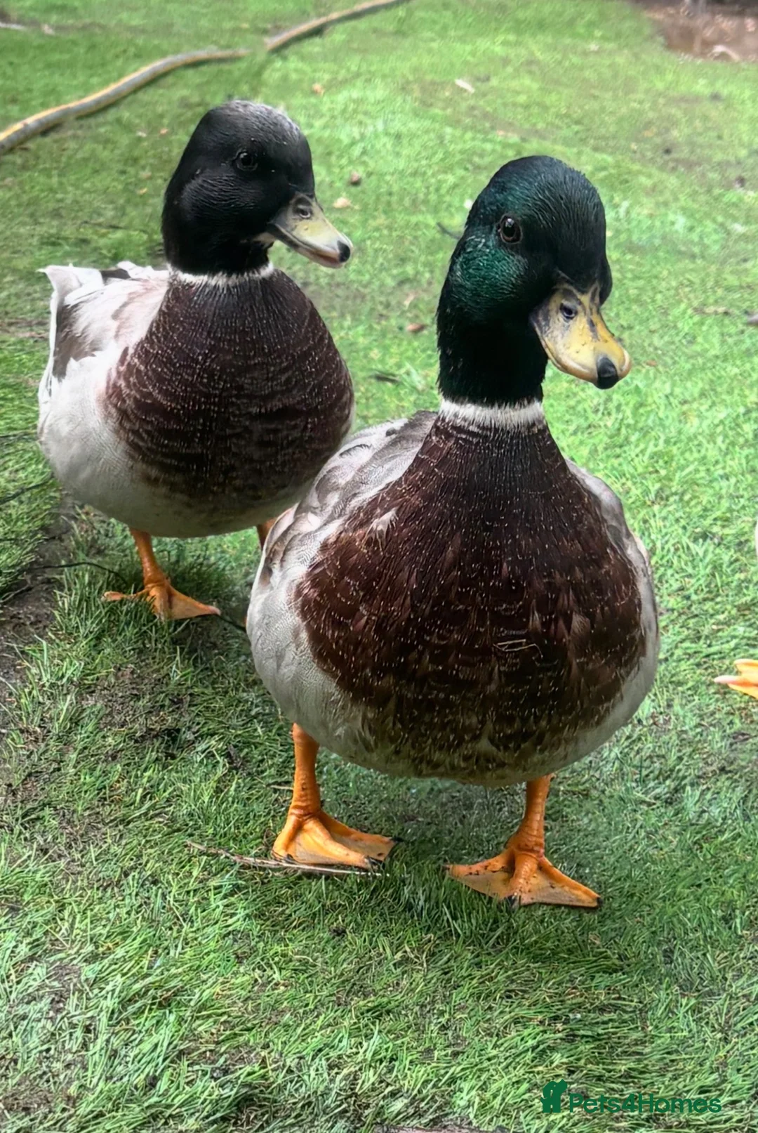 Ducks poultry for sale: Hand reared Drake Call Ducks.  - Advert 1
