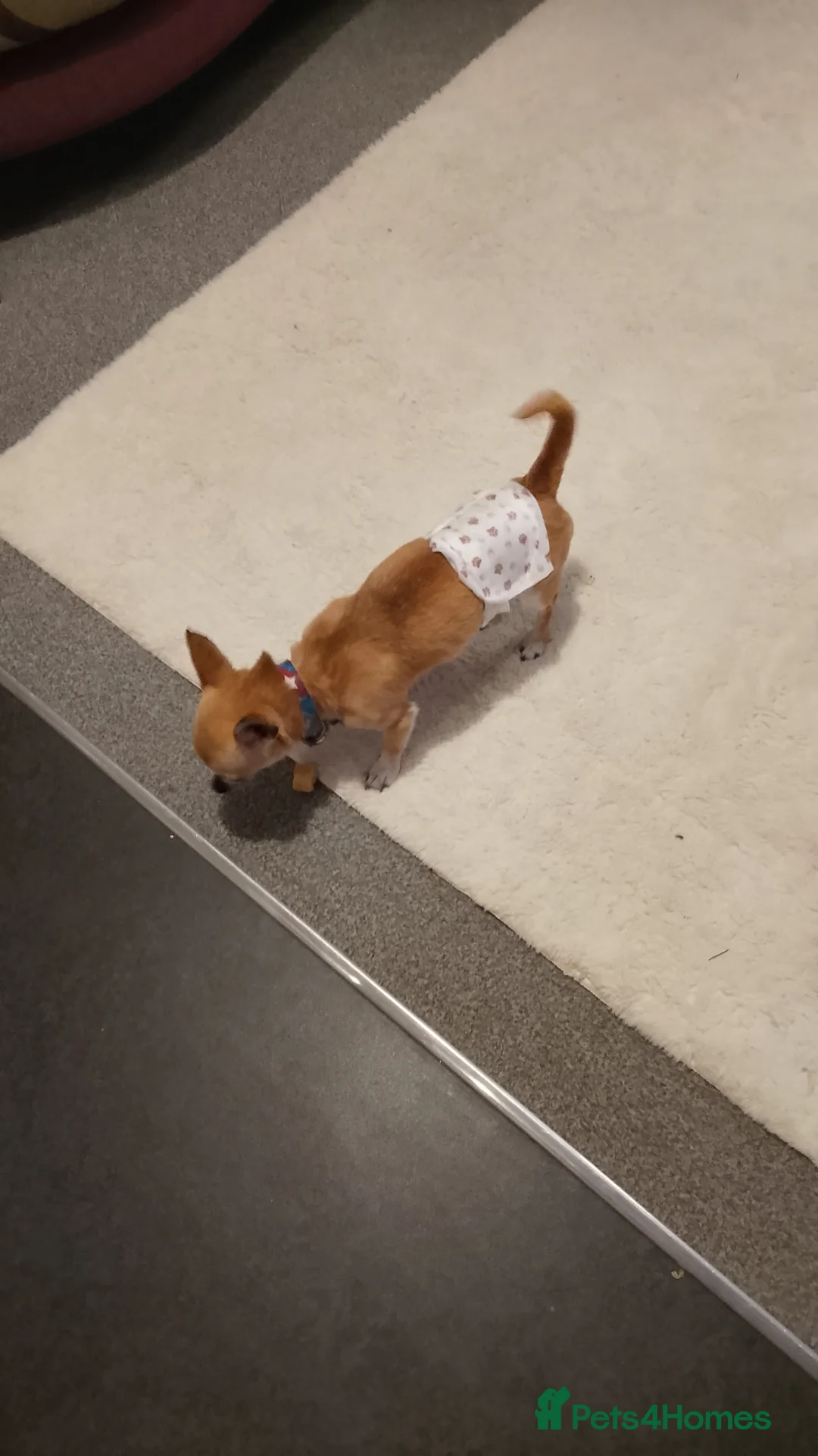 Chihuahua dogs for stud: Chihuahua for Stud - Advert 4