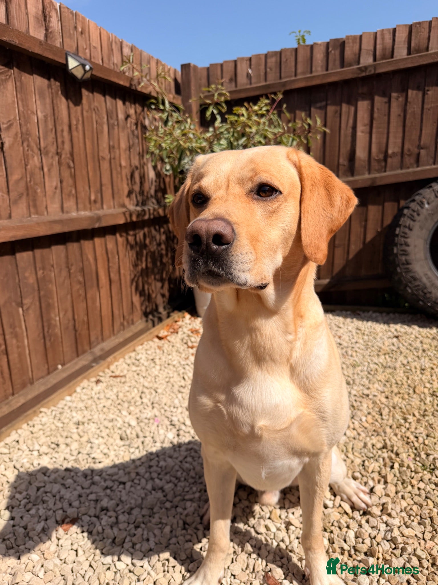 Labrador Retriever dogs KC Registered Yellow Labrador, Proven Stud  - Advert 1
