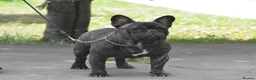 French Bulldog dogs for stud: International Champion French Bulldog at Stud - Advert 10