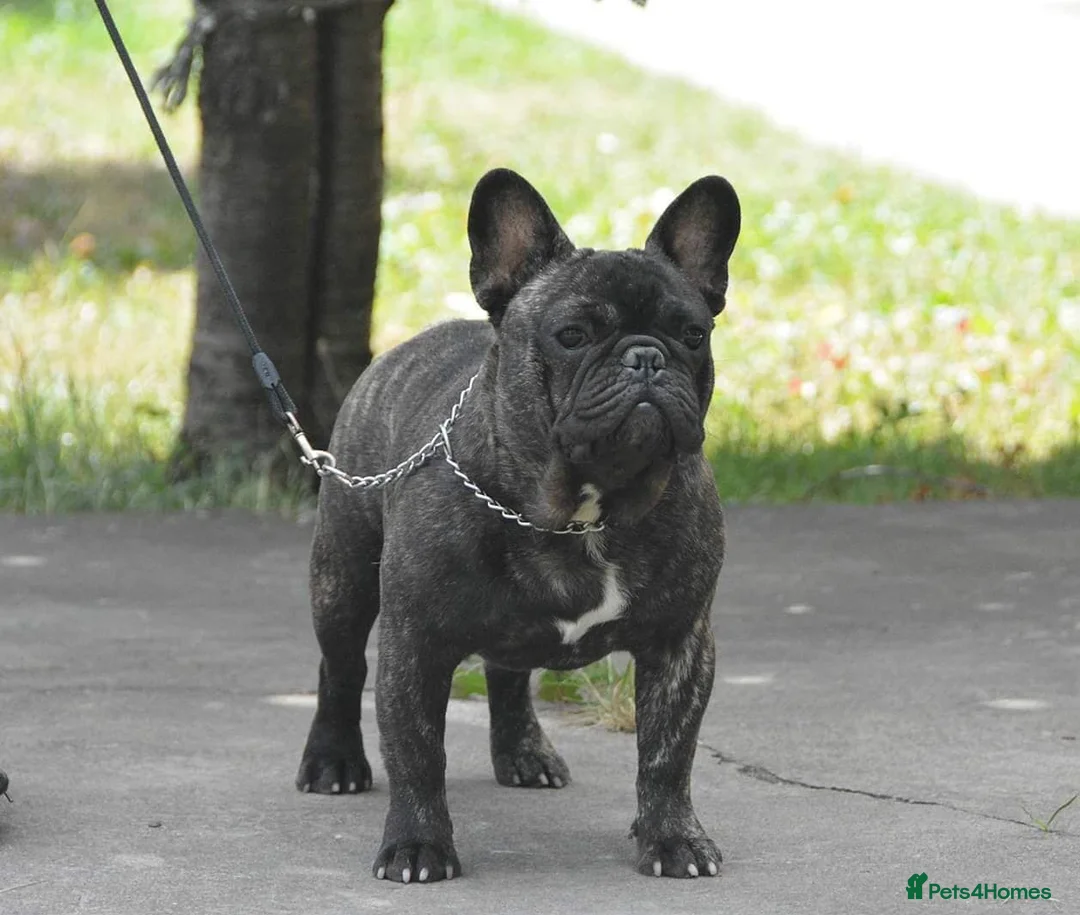 French Bulldog dogs for stud: International Champion French Bulldog at Stud - Advert 10