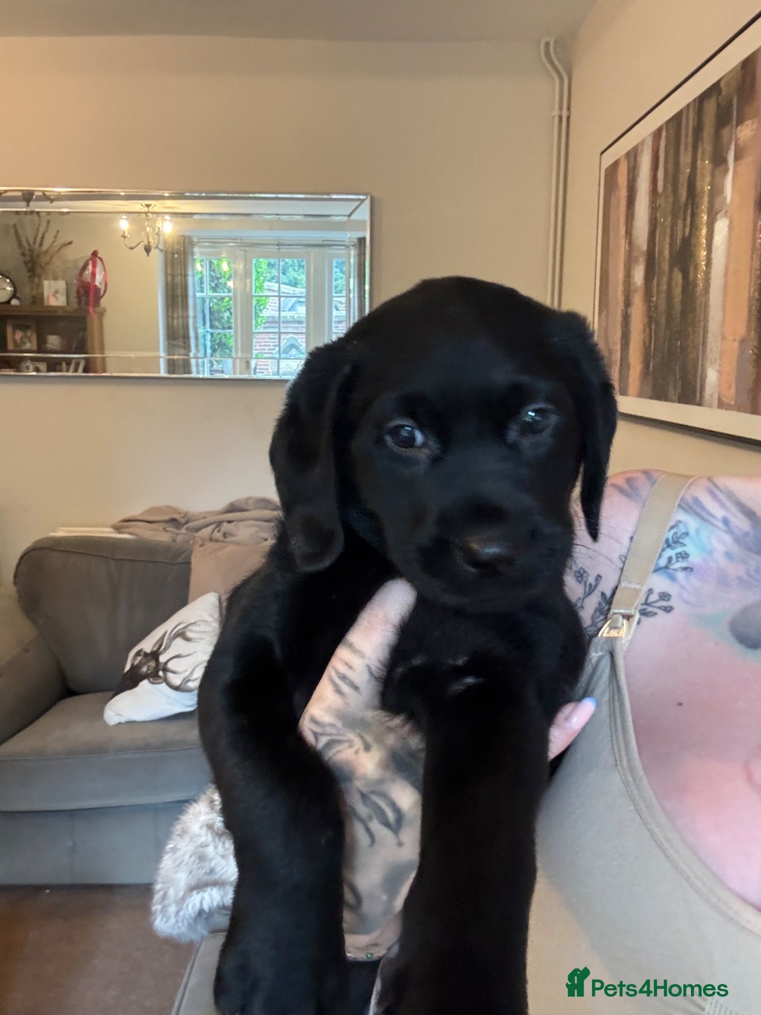 Labrador Retriever dogs Labrador puppies  - Advert 15