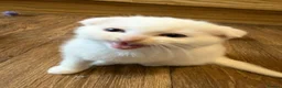 Scottish Fold cats for sale: Gorgeous Scottish Fold & Straight Kittens  in Ayr - Advert 3