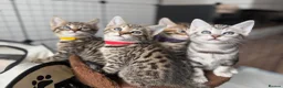 Savannah cats for sale: LAST BOY kitten left ! - Advert 26