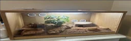 Leopard Gecko reptiles for sale: Leopard Gecko with Full Vivarium Setup in Egham - Advert 2