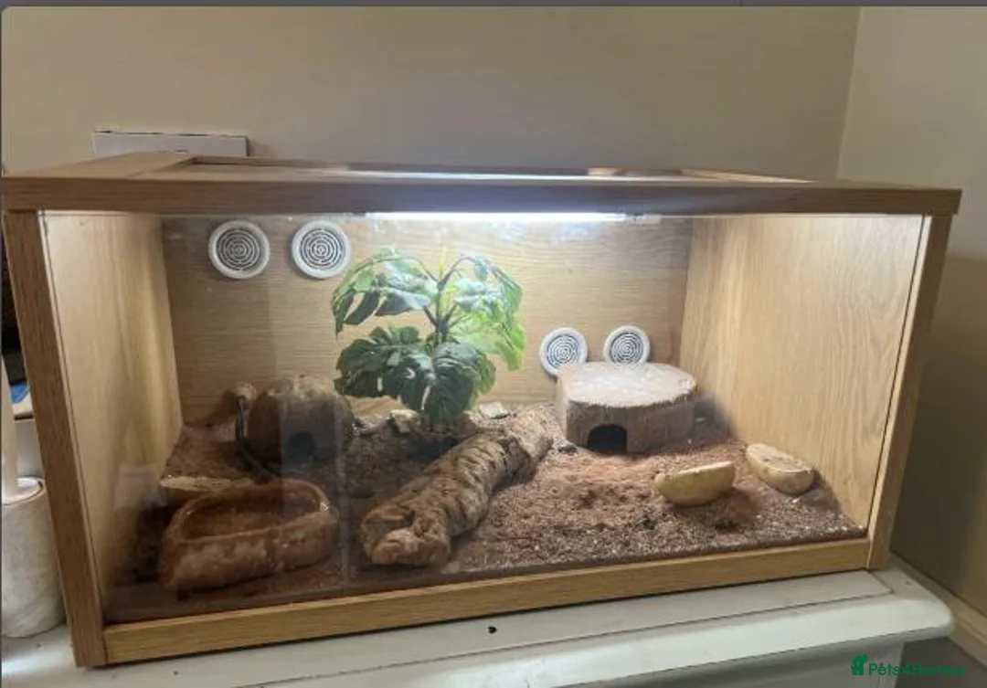 Leopard Gecko reptiles for sale: Leopard Gecko with Full Vivarium Setup in Egham - Advert 2