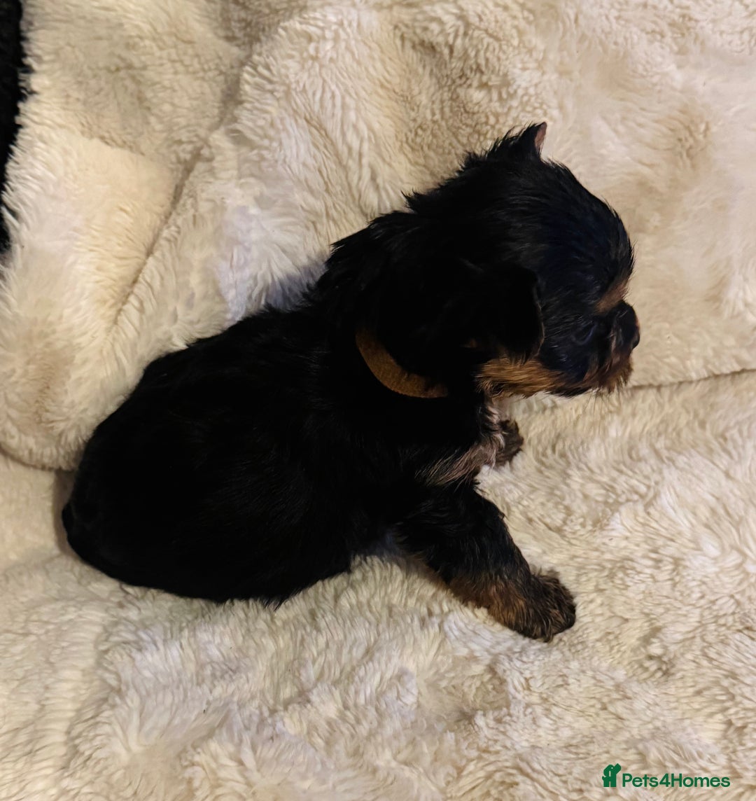 Yorkshire Terrier dogs for sale: Yorkshire Terrier Pups - Advert 10