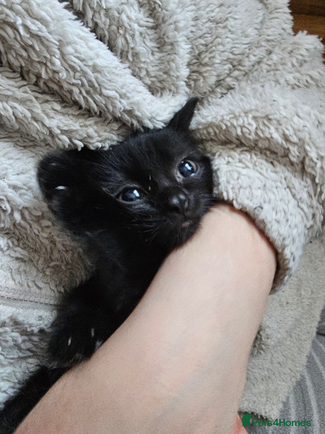 Mixed Breed cats for sale: 4 Gorgeous Bombay-Heritage Kittens- Litter Trained - Advert 17