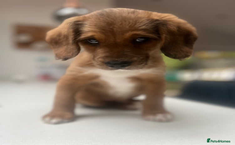 Mixed Breed dogs - Advert 3