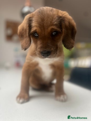 Mixed Breed dogs - Advert 4