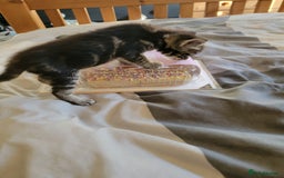 Mixed Breed cats for sale: Kittens ready now - Image 6