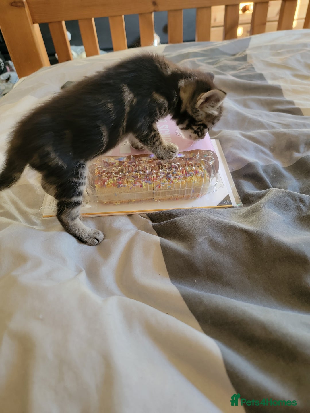 Mixed Breed cats for sale: Kittens ready now - Image 6