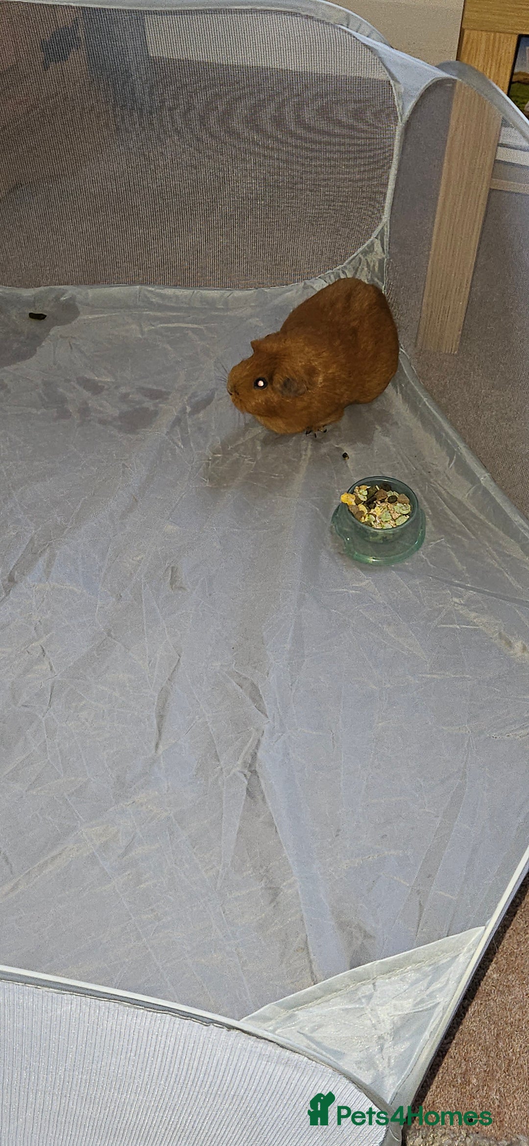 Guinea Pig rodents for sale:  ** . 1 female guinea pig - Advert 5