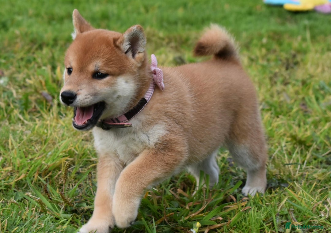 Japanese Shiba Inu dogs for sale: Multi Champion bloodline Shiba Inu pups for sale - Image 22