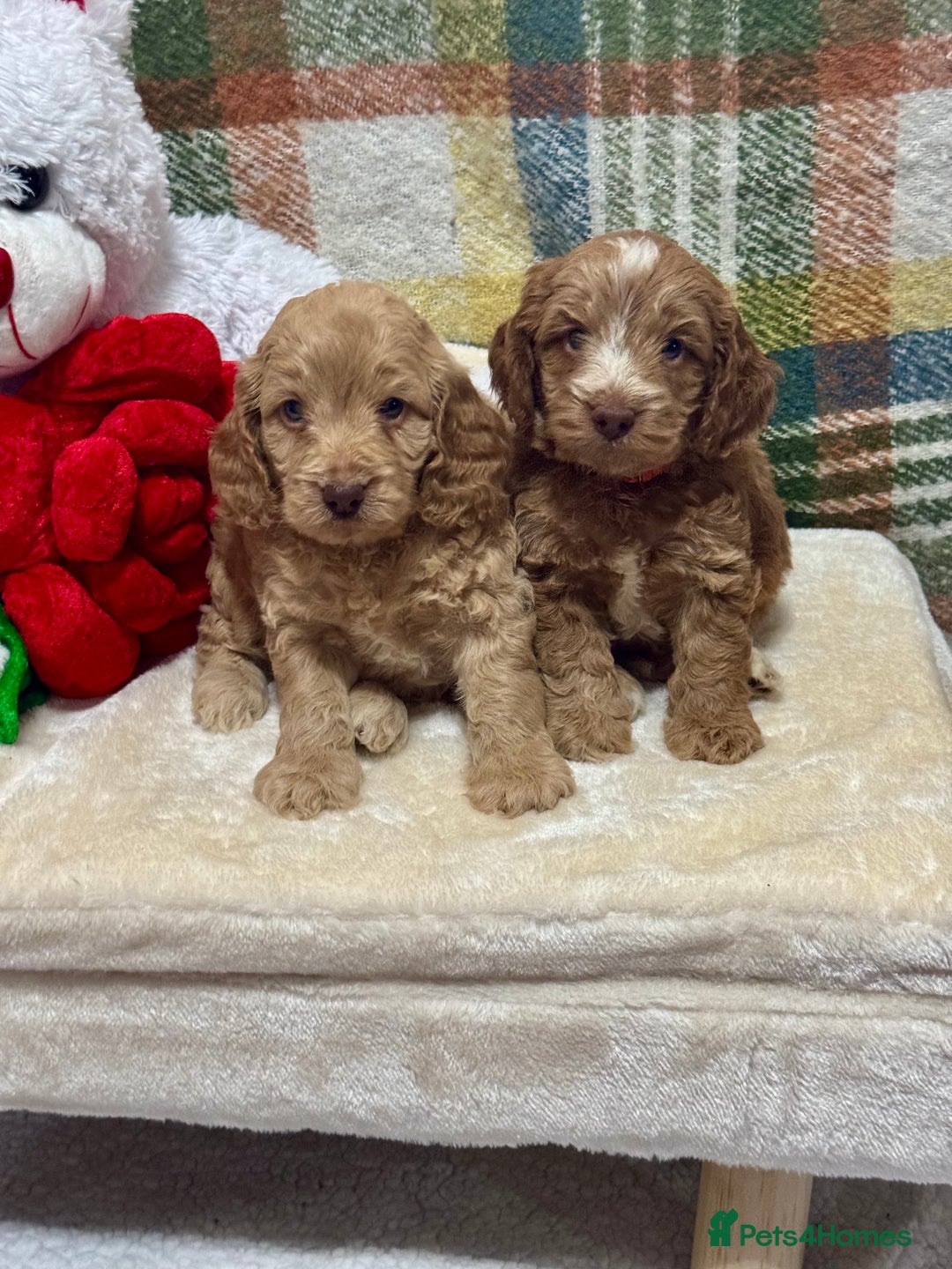 Cockapoo dogs for sale: 3 gorgeous boys F1 Cockerpoo puppies  - Advert 1