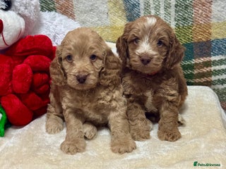 Cockapoo dogs 3 gorgeous boys F1 Cockerpoo puppies - Advert 2