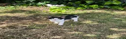 Mixed Breed cats for sale: Kittens ready for collection ASAP - Advert 2