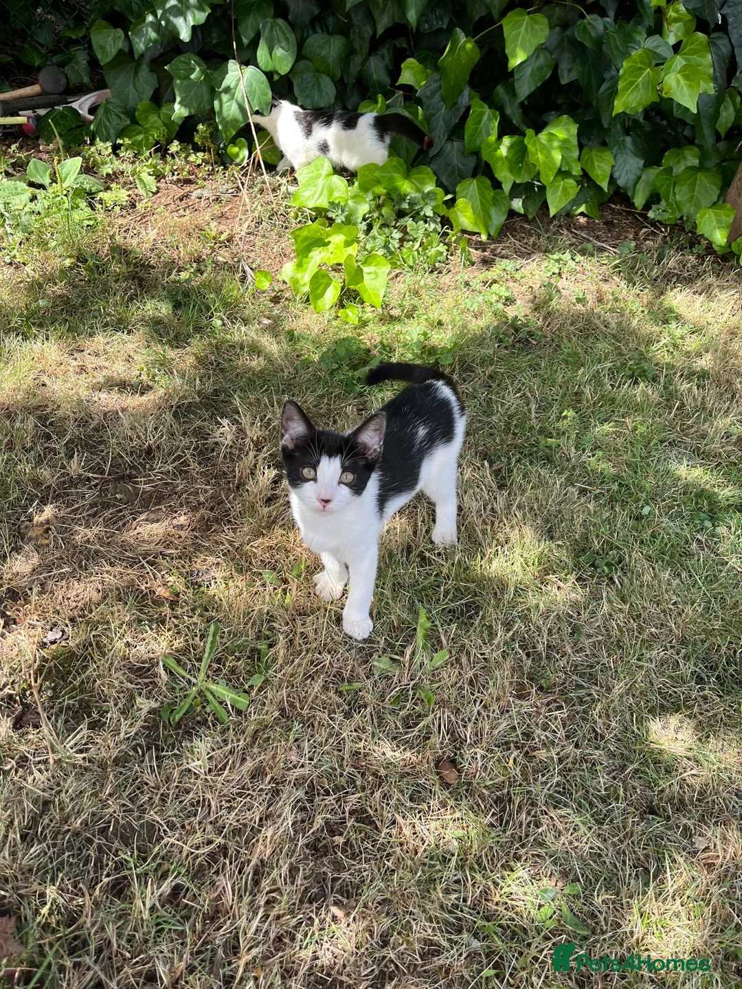 Mixed Breed cats for sale: Kittens ready for collection ASAP - Advert 2