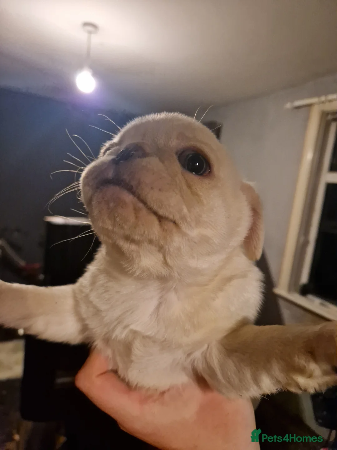 Pug dogs for sale: 5 Pug Puppies for sale - Advert 13