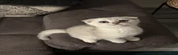 Scottish Fold cats for sale: Snow spot Scottish fold kittens - Advert 6