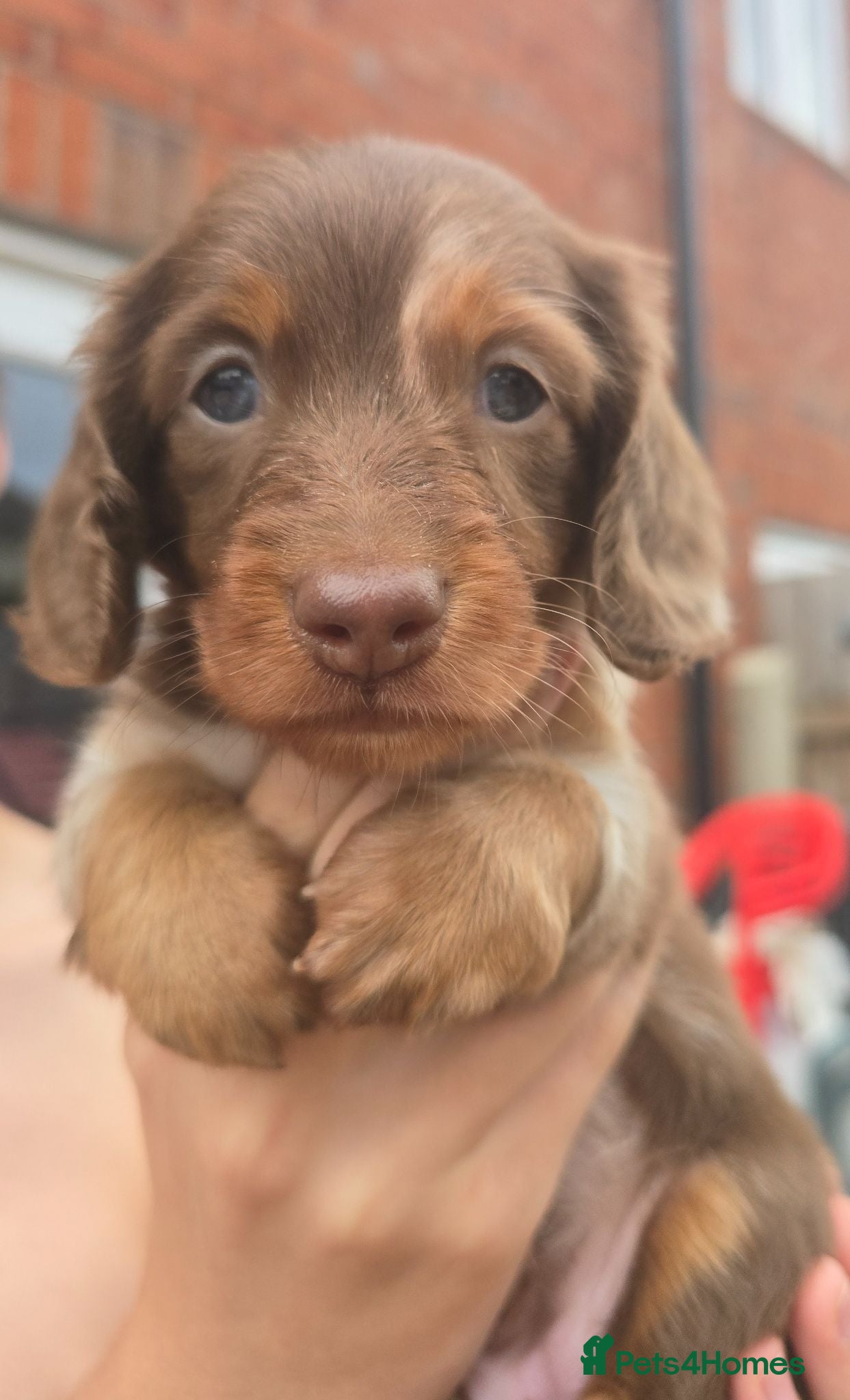 Miniature Dachshund dogs Beautiful Longhair Miniature Dachshund girl - Advert 5