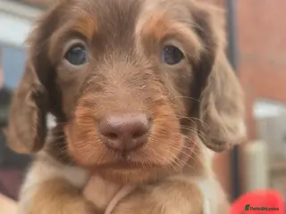 Miniature Dachshund dogs Beautiful Longhair Miniature Dachshund girl - Advert 1