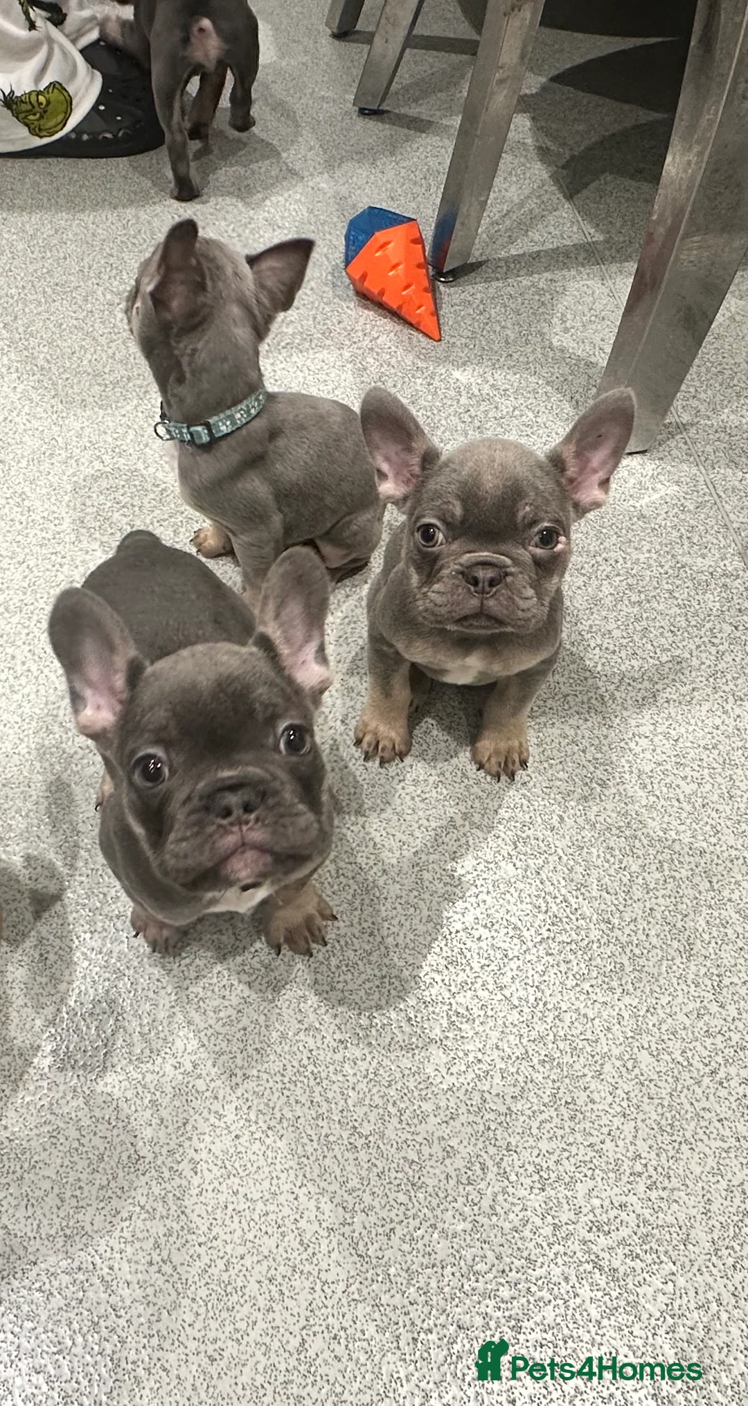 French Bulldog dogs for sale: KC registered French Bulldog Puppies - Advert 6