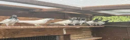 Pigeons birds for sale: Pakistani high flyers for sale  - Advert 9