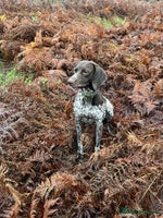 German Shorthaired Pointer dogs - Advert 1